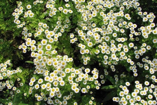 Trẻ bị rôm sảy nên tắm lá gì? Hướng dẫn chi tiết và hiệu quả