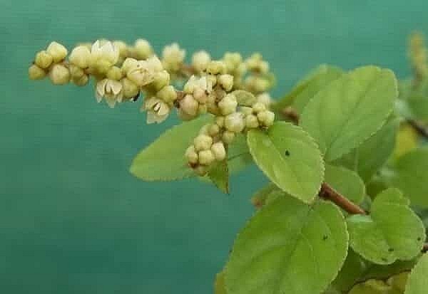 Canh châu – Món ăn hỗ trợ điều trị bệnh sởi trong y học cổ truyền