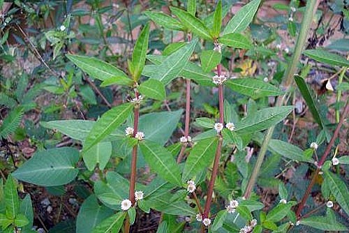 Cây rau dệu có những tác dụng gì