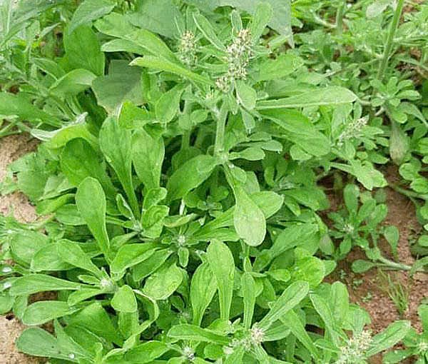 12 bài thuốc chữa bệnh từ cây rau khúc - Vị thuốc quý trong vườn nhà