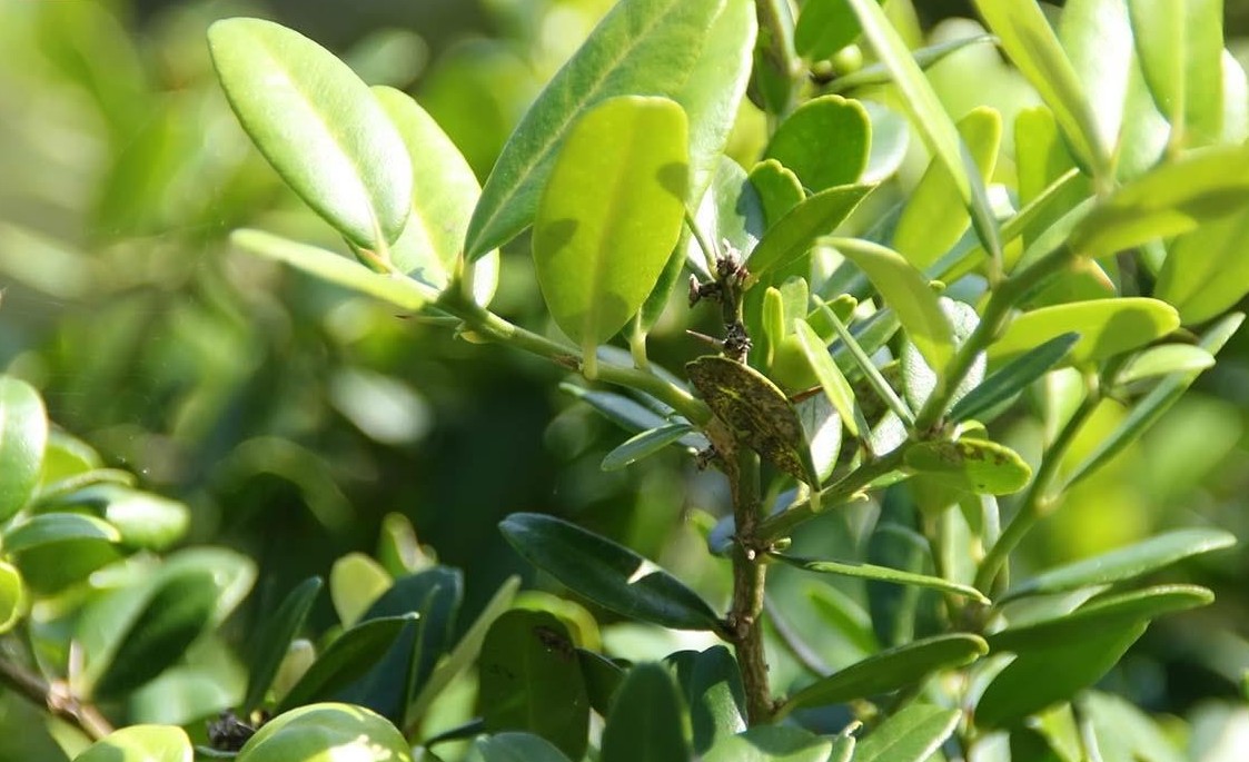 Vị thuốc từ cây Quýt gai – Dược liệu dân gian quý chữa nhiều bệnh