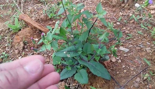 Cây rau má lá rau muống có tác dụng gì?