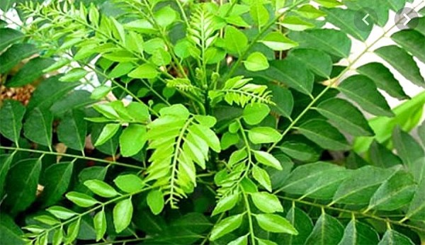 Một số lưu ý khi sử dụng cây sầu đâu