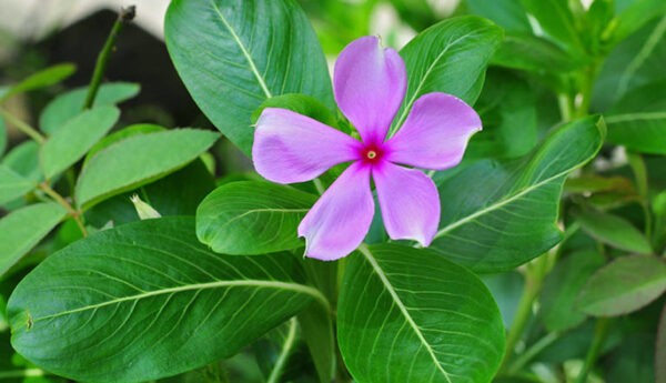 Dừa cạn giúp ổn định đường huyết Dừa cạn giúp ổn định đường huyết