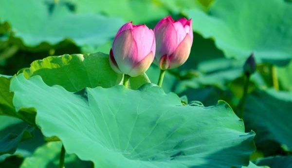 Lá sen - Thảo dược dân dã với nhiều lợi ích cho sức khỏe