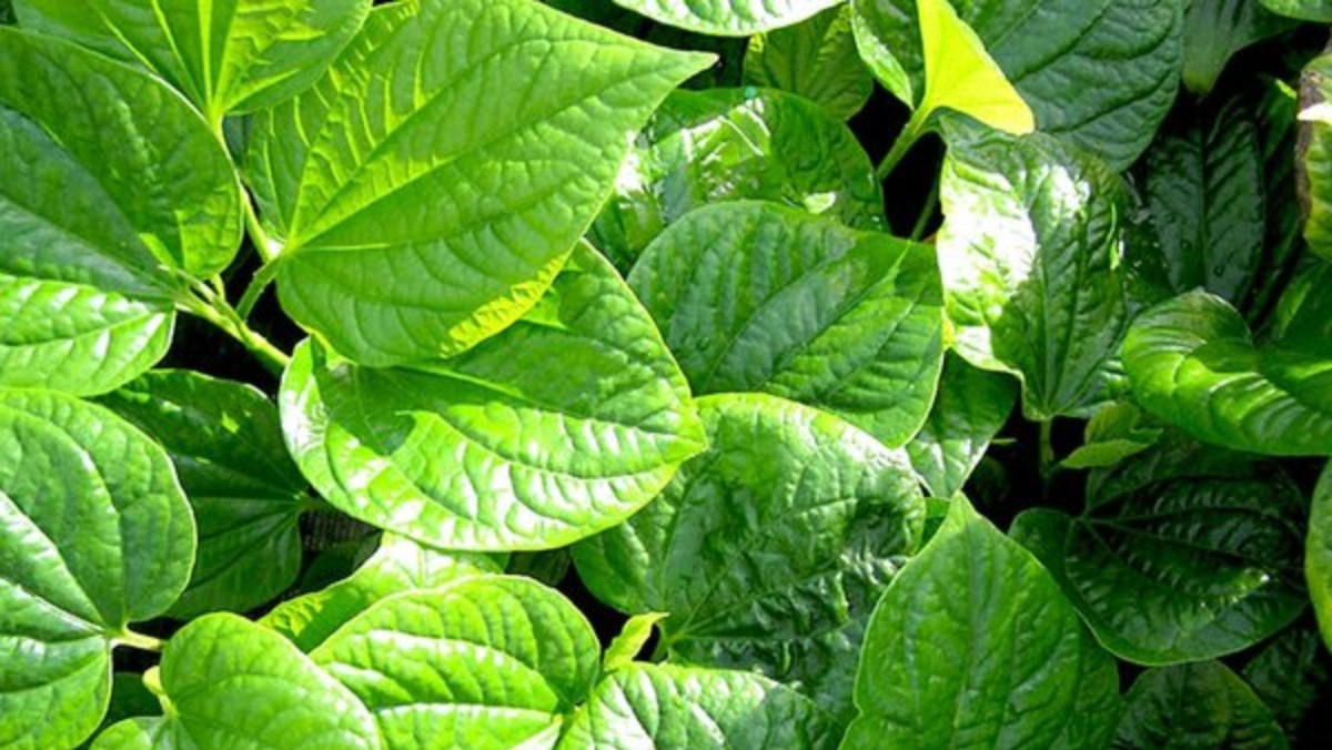 Bí quyết trồng 9 loại rau gia vị và dược liệu tại nhà