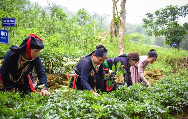 Quy định mới về nuôi, trồng, thu hoạch cây dược liệu trong rừng