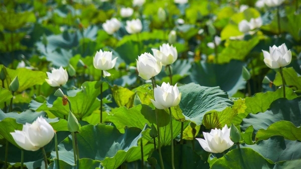 Dự báo thời tiết ngày 5/7/2025: Mưa rào và dông vài nơi