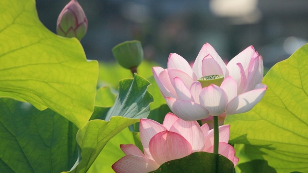 Dự báo thời tiết ngày 6/7/2025: Trời nắng, có lúc mưa rào và dông