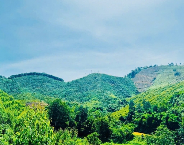 Thúc đẩy phát triển dược liệu bền vững gắn với bảo vệ rừng