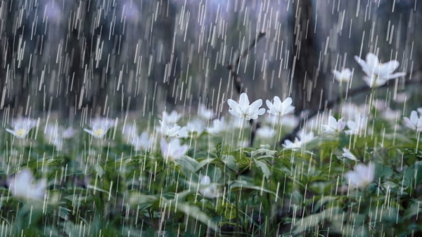 Dự báo thời tiết ngày 10/7/2025: Nhiều mây, có mưa to và dông