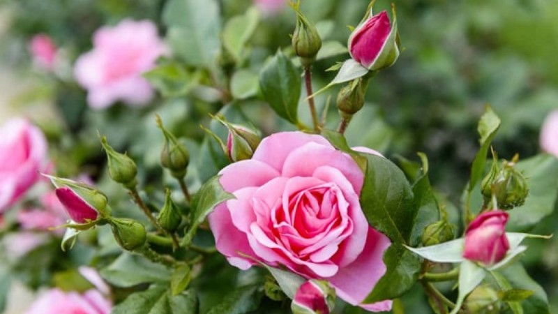 Dự báo thời tiết ngày 11/7/2025: Nhiều mây, có mưa rào và dông rải rác