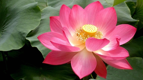 Dự báo thời tiết ngày 12/7/2025: Nhiều mây, rải rác có dông