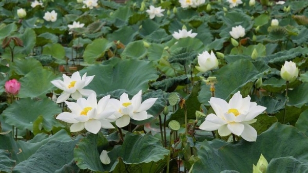 Dự báo thời tiết ngày 13/7/2025: Mưa rào và dông rải rác