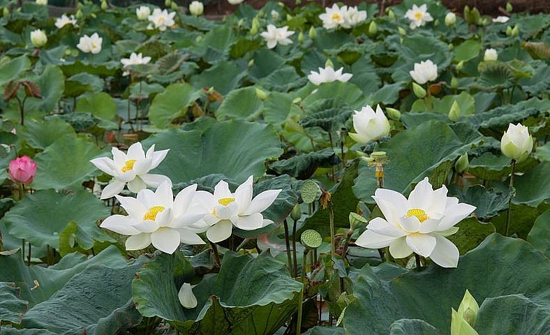 Dự báo thời tiết đêm nay và ngày mai 13/7: Hà Nội và các khu vực trên cả nước Dự báo thời tiết đêm nay và ngày mai 13/7: Hà Nội và các khu vực trên cả nước