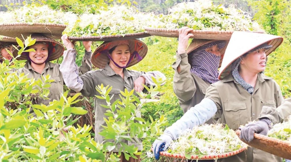 Phát triển mạnh nghề trồng và chế biến cây dược liệu, tạo đột phá kinh tế nông thôn