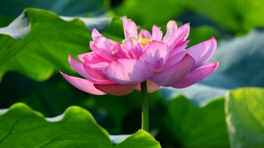 Dự báo thời tiết ngày 15/7/2025: Mưa rào rải rác