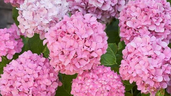 Dự báo thời tiết ngày 16/7/2025: Nhiều mây, chiều tối có dông