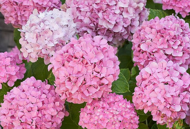 Dự báo thời tiết đêm nay và ngày mai 16/7: Hà Nội và các khu vực trên cả nước Dự báo thời tiết đêm nay và ngày mai 16/7: Hà Nội và các khu vực trên cả nước