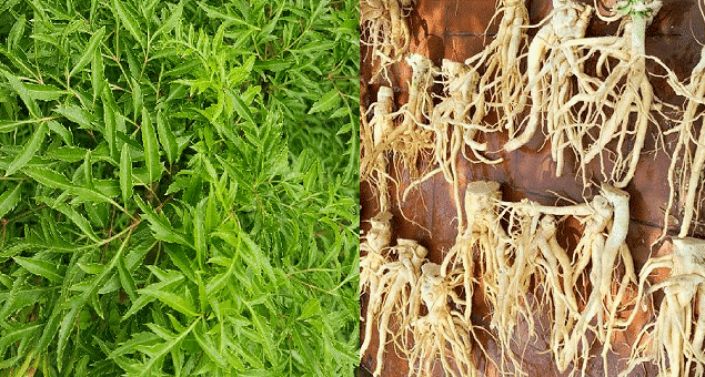 Điều trị suy sinh dục nam tuổi mãn dục theo kinh nghiệm dân gian