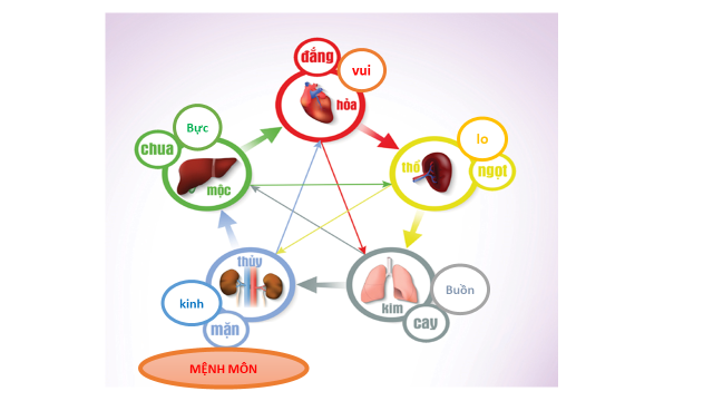 Điều trị suy sinh dục nam tuổi mãn dục theo kinh nghiệm dân gian