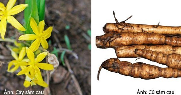 Điều trị suy sinh dục nam tuổi mãn dục theo kinh nghiệm dân gian