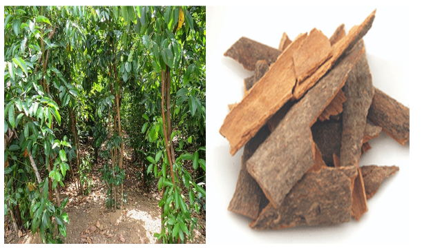 Điều trị suy sinh dục nam tuổi mãn dục theo kinh nghiệm dân gian