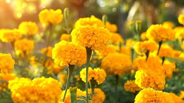 Dự báo thời tiết ngày 17/7/2025: Mưa rào và dông vài nơi