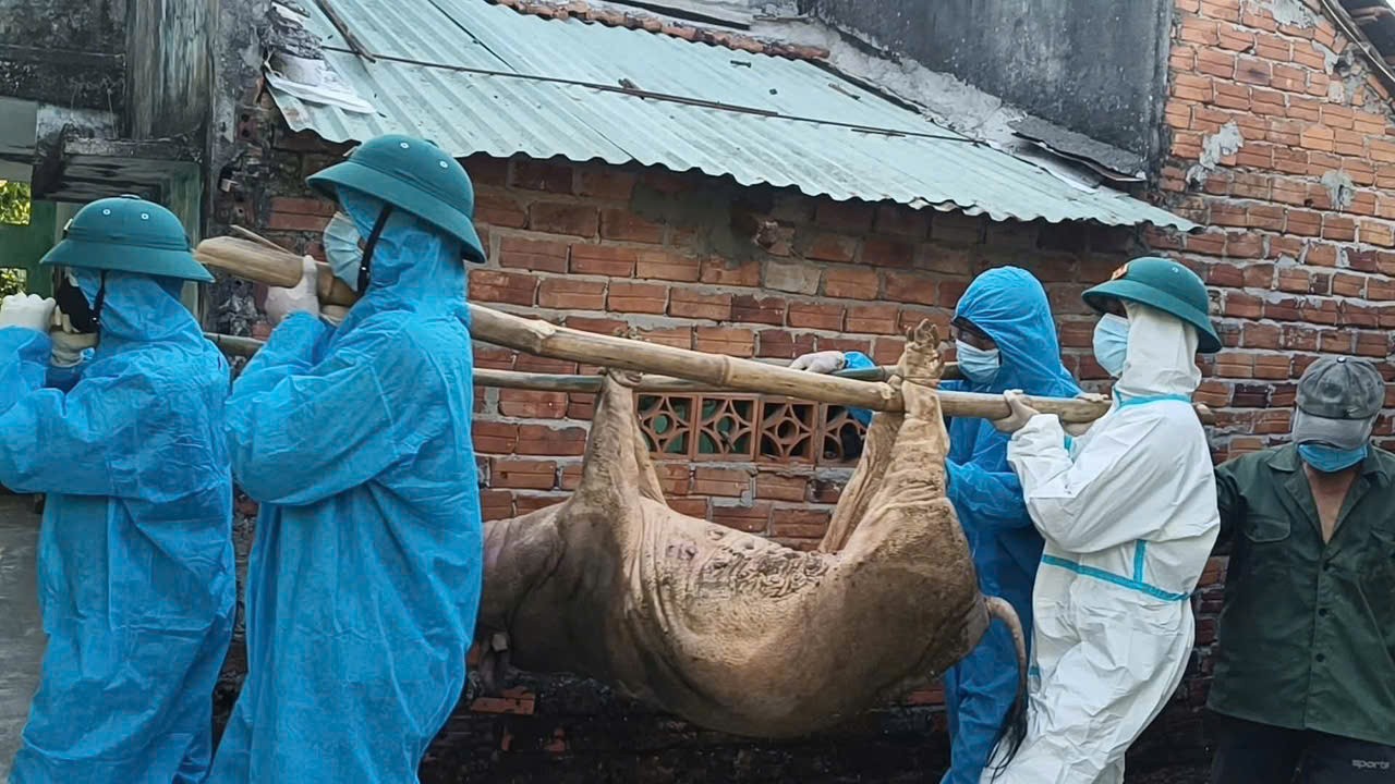 Đà Nẵng siết chặt phòng, chống dịch tả lợn châu Phi: Chủ tịch xã, phường chịu trách nhiệm nếu dịch bùng phát
