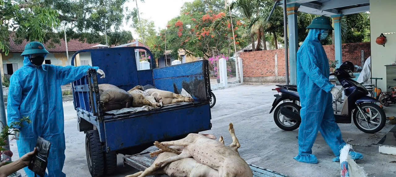 Đà Nẵng siết chặt phòng, chống dịch tả lợn châu Phi: Chủ tịch xã, phường chịu trách nhiệm nếu dịch bùng phát