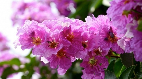 Dự báo thời tiết ngày 19/7/2025: Ngày nắng nóng, chiều tối mưa rào