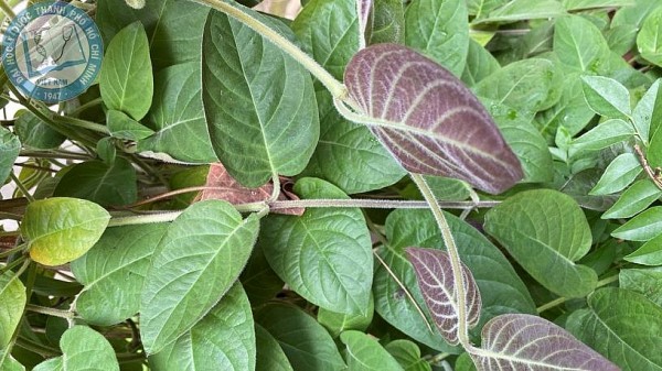 Lá Mơ Lông – Vị thuốc dân gian hỗ trợ tiêu hóa và chữa nhiều bệnh hiệu quả