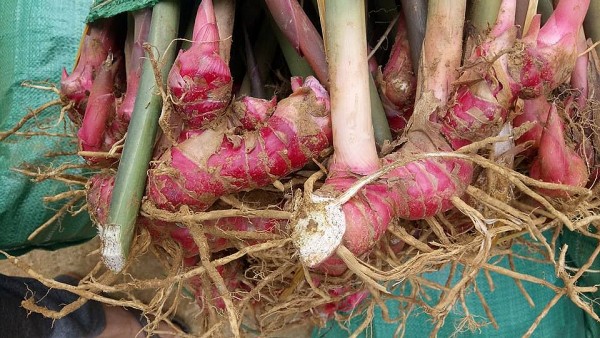 Củ Riềng – Vị thuốc quý trong Đông y và công dụng tuyệt vời cho sức khỏe