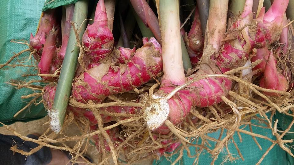 Củ Riềng – Vị thuốc quý trong Đông y và công dụng tuyệt vời cho sức khỏe Củ Riềng – Vị thuốc quý trong Đông y và công dụng tuyệt vời cho sức khỏe