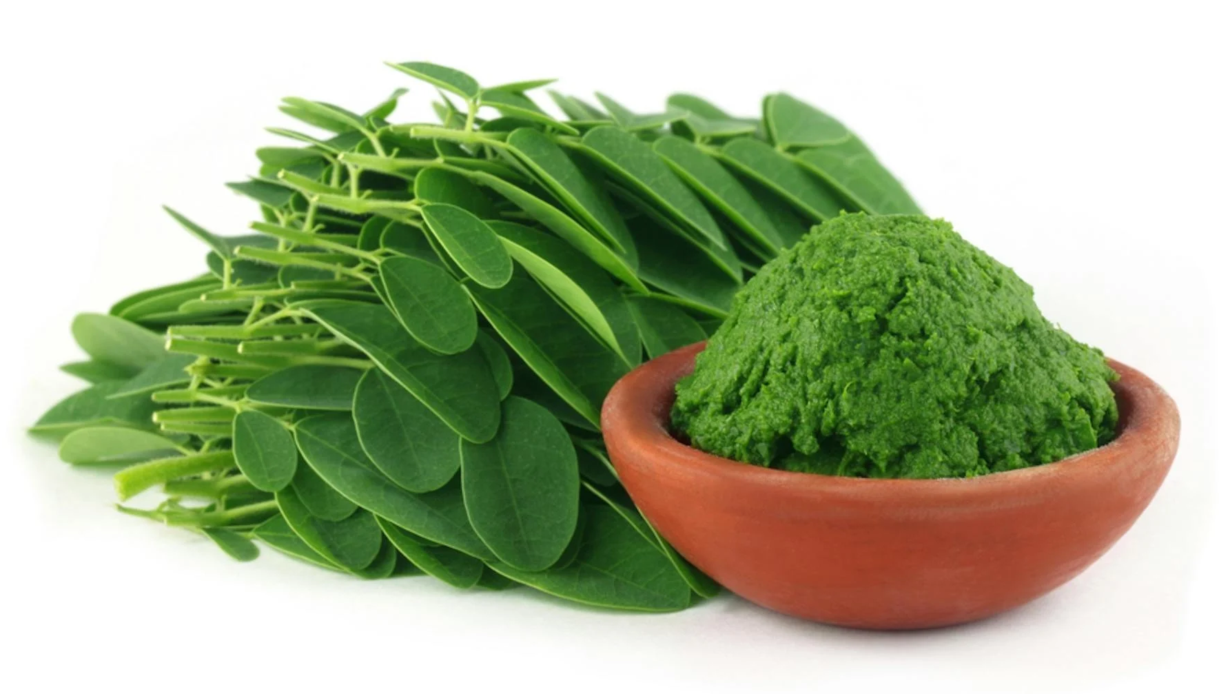 [E-Magazine] Rau chùm ngây: "Siêu thực phẩm" từ thiên nhiên