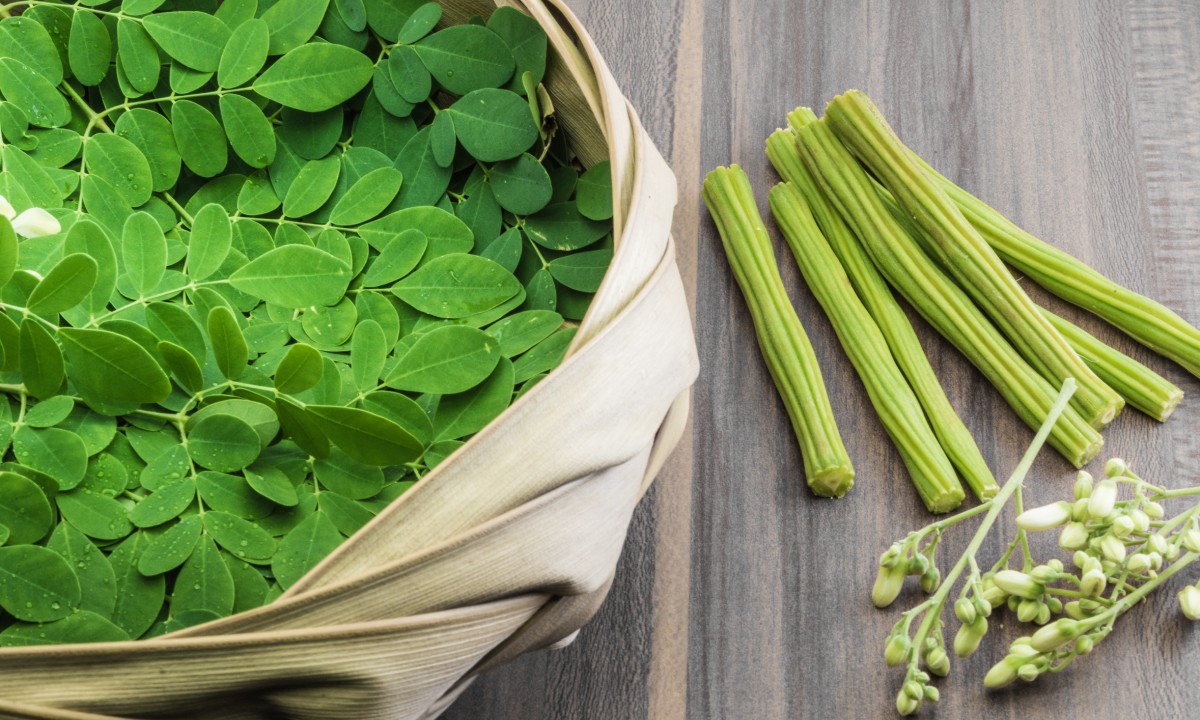 [E-Magazine] Rau chùm ngây: "Siêu thực phẩm" từ thiên nhiên