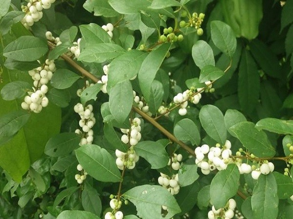 Bài 1: Cây cơm nguội chữa bệnh gì? Bài 1: Cây cơm nguội chữa bệnh gì?