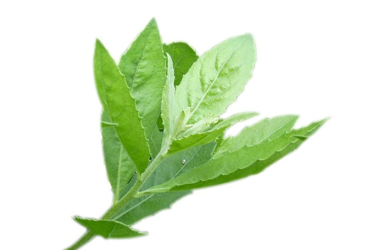 Cây cúc tần – Vị thuốc dân gian quý từ hàng rào làng quê