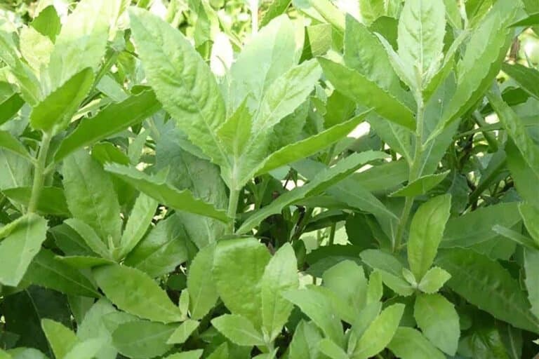 Cây cúc tần – Vị thuốc dân gian quý từ hàng rào làng quê