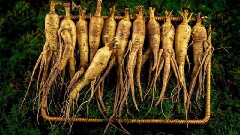 Bố chính sâm - “Nhân sâm” của người Việt