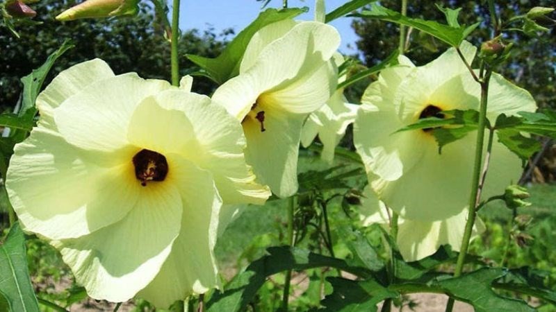 Bố chính sâm - “Nhân sâm” của người Việt