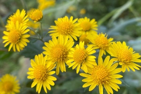 Vị thuốc Cúc hoa