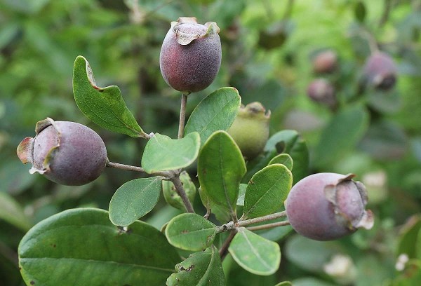 Cây Quả Sim – Dược liệu hỗ trợ bổ máu, cầm máu và tốt cho tiêu hóa