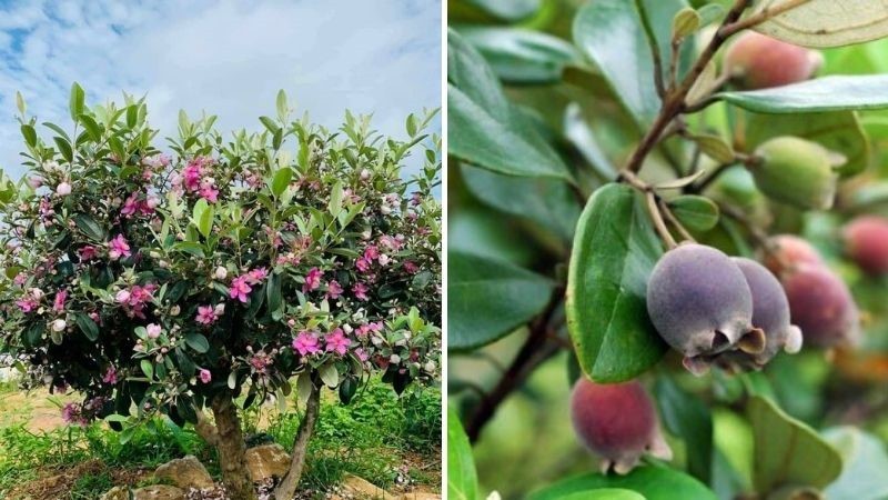 Cây Quả Sim – Dược liệu hỗ trợ bổ máu, cầm máu và tốt cho tiêu hóa