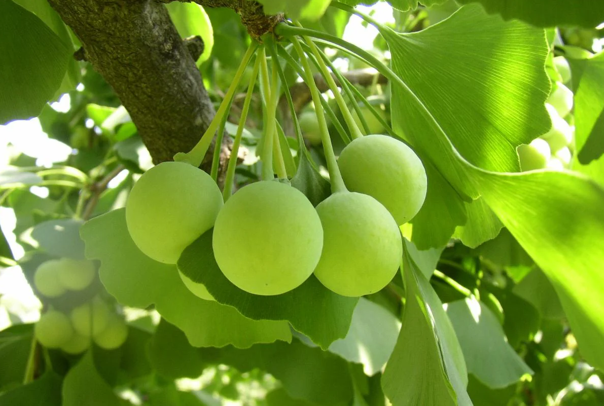 Dược liệu cổ truyền trong hỗ trợ điều trị rối loạn tiền đình Dược liệu cổ truyền trong hỗ trợ điều trị rối loạn tiền đình