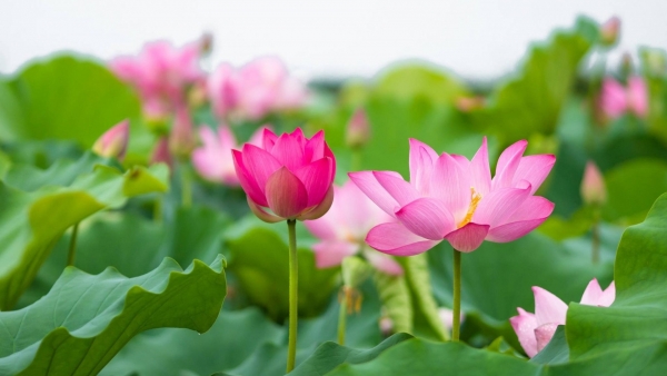 Dự báo thời tiết ngày 25/7/2025: Mưa to và dông