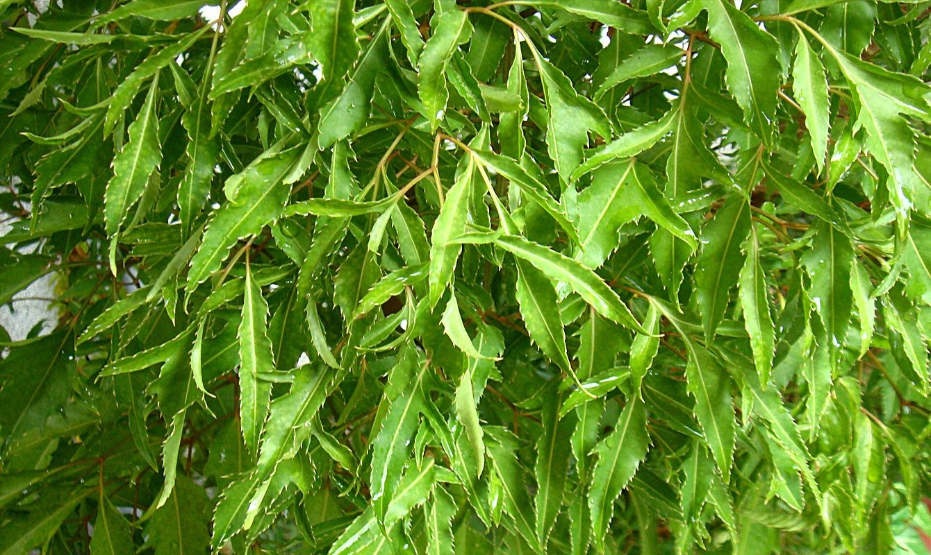 Dược liệu cổ truyền trong hỗ trợ điều trị rối loạn tiền đình Dược liệu cổ truyền trong hỗ trợ điều trị rối loạn tiền đình