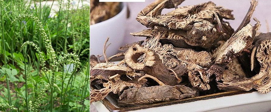 Dược liệu cổ truyền trong hỗ trợ điều trị rối loạn tiền đình Dược liệu cổ truyền trong hỗ trợ điều trị rối loạn tiền đình