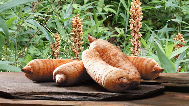 Dược liệu cổ truyền trong hỗ trợ điều trị rối loạn tiền đình Dược liệu cổ truyền trong hỗ trợ điều trị rối loạn tiền đình