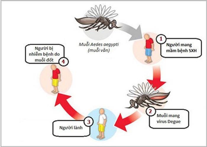Hiểu đúng về bệnh sốt xuất huyết Dengue: Triệu chứng, diễn biến và cách phòng ngừa